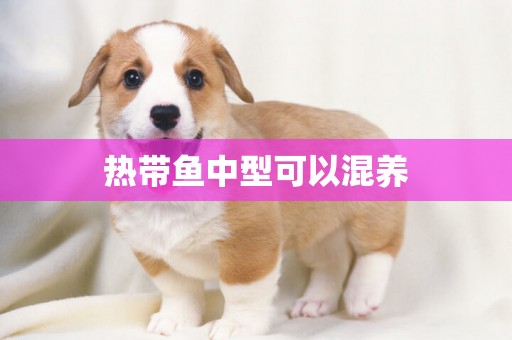熱帶魚中型可以混養