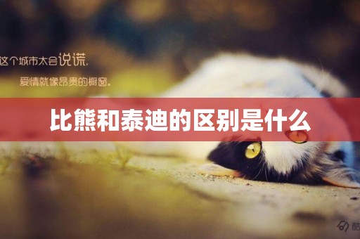 比熊和泰迪的區別是什么