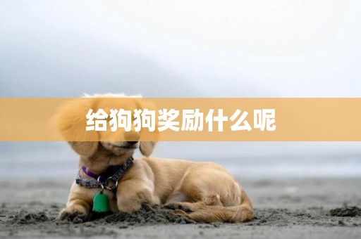 給狗狗獎勵什么呢