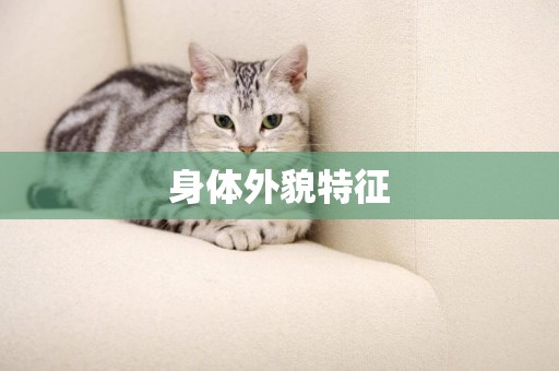 身體外貌特征