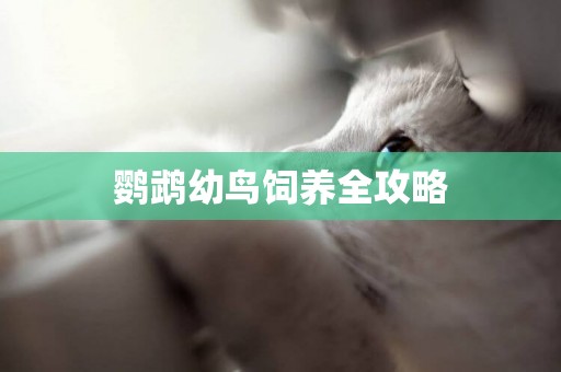 鸚鵡幼鳥飼養全攻略