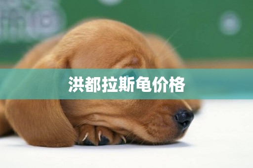 洪都拉斯龜價格