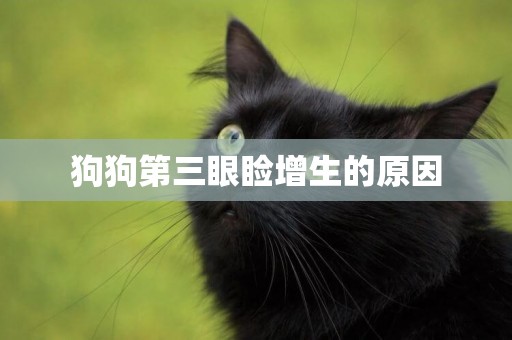 狗狗第三眼瞼增生的原因