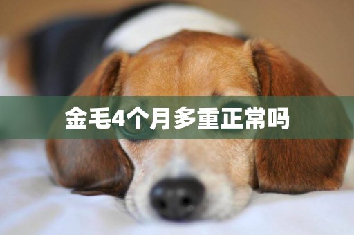 金毛4個月多重正常嗎