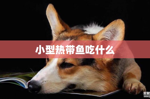 小型熱帶魚吃什么