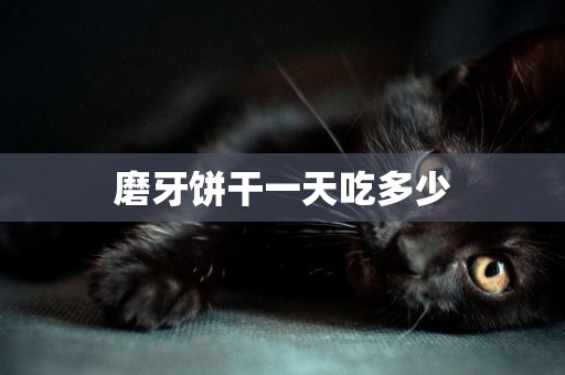 磨牙餅干一天吃多少