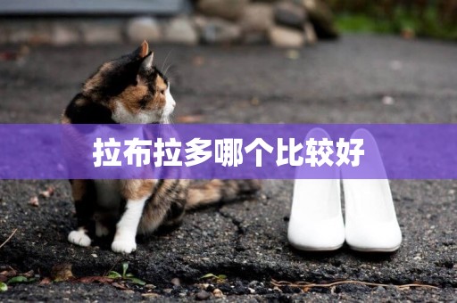 拉布拉多哪個比較好