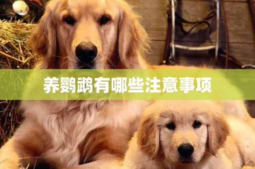 養鸚鵡有哪些注意事項