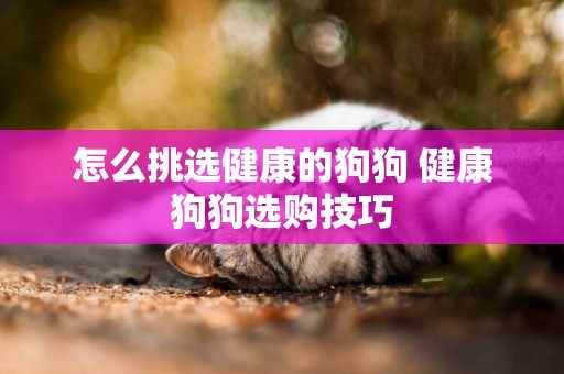 怎么挑選健康的狗狗 健康狗狗選購技巧
