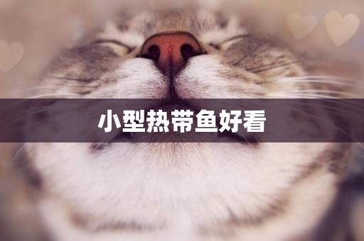 小型熱帶魚好看