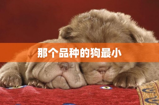那個品種的狗最小