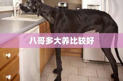 八哥多大養比較好