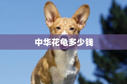 中華花龜多少錢