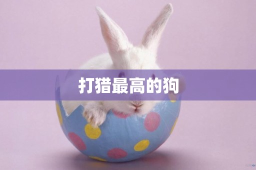 打獵最高的狗