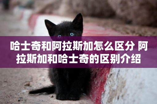 哈士奇和阿拉斯加怎么區分 阿拉斯加和哈士奇的區別介紹