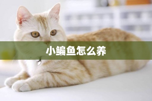 小鳊魚怎么養