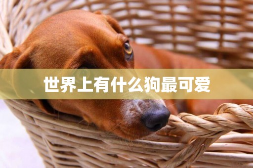 世界上有什么狗最可愛