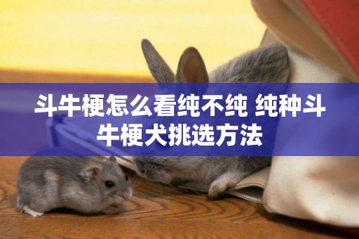 斗牛梗怎么看純不純 純種斗牛梗犬挑選方法