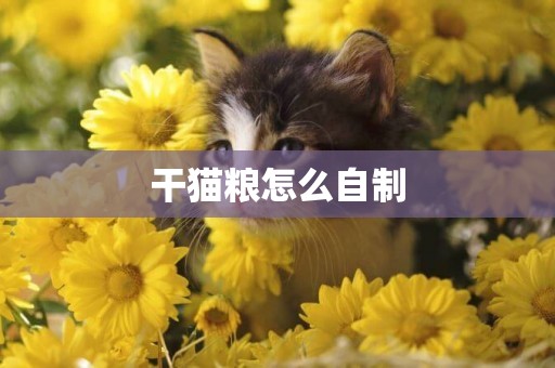 干貓糧怎么自制