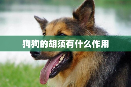 狗狗的胡須有什么作用