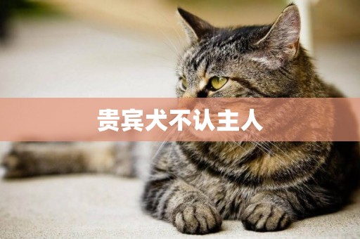 貴賓犬不認主人