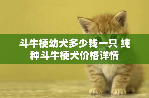 斗牛梗幼犬多少錢一只 純種斗牛梗犬價格詳情