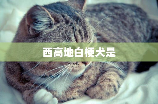 西高地白梗犬是