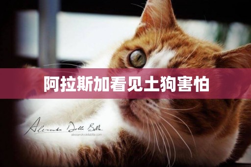 阿拉斯加看見土狗害怕