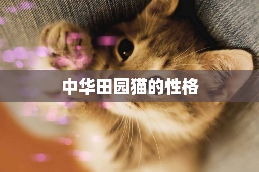 中華田園貓的性格
