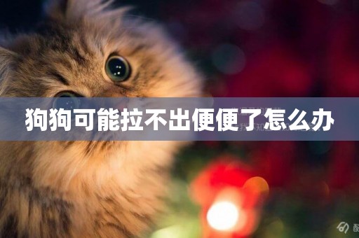狗狗可能拉不出便便了怎么辦