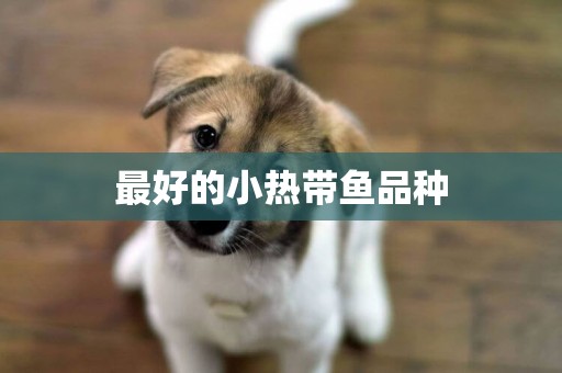 最好的小熱帶魚品種