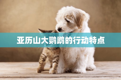 亞歷山大鸚鵡的行動特點