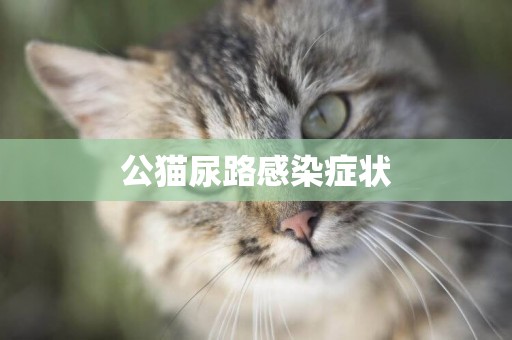 公貓尿路感染癥狀
