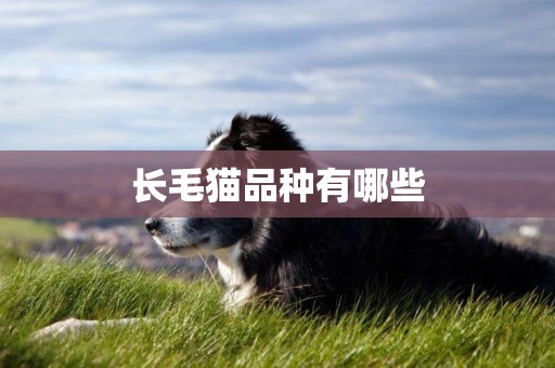 長毛貓品種有哪些