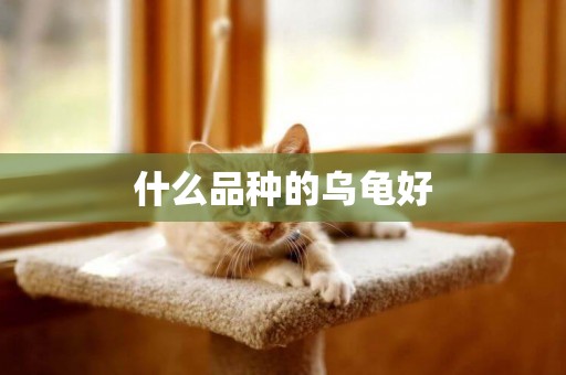 什么品種的烏龜好