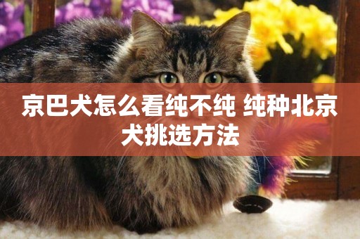 京巴犬怎么看純不純 純種北京犬挑選方法