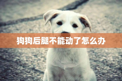 狗狗后腿不能動了怎么辦