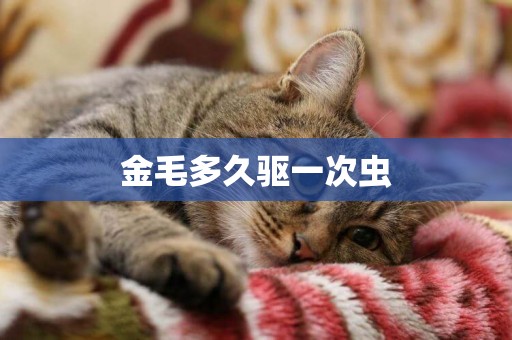 金毛多久驅一次蟲