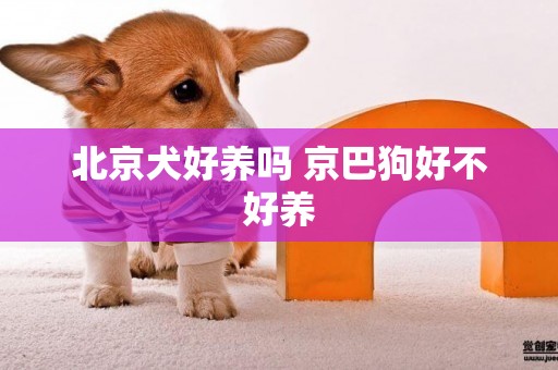 北京犬好養嗎 京巴狗好不好養