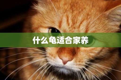 什么龜適合家養