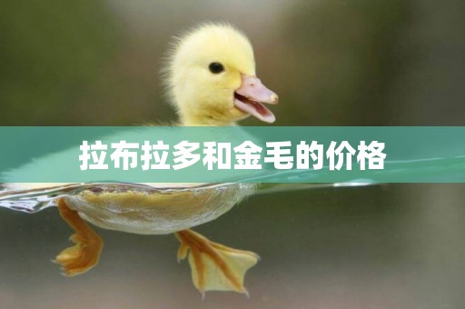 拉布拉多和金毛的價格