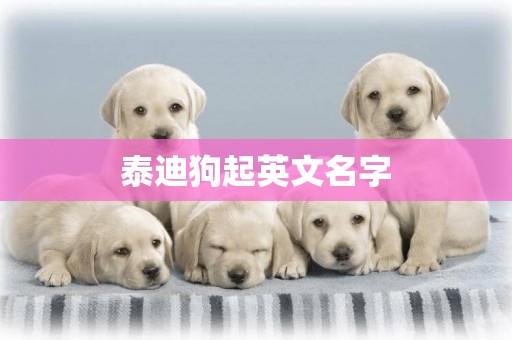 泰迪狗起英文名字