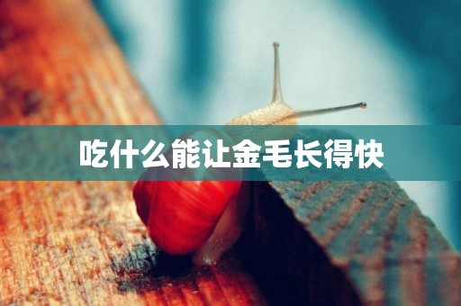 吃什么能讓金毛長得快