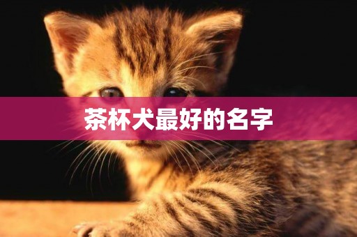 茶杯犬最好的名字