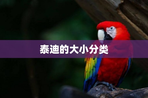 泰迪的大小分類