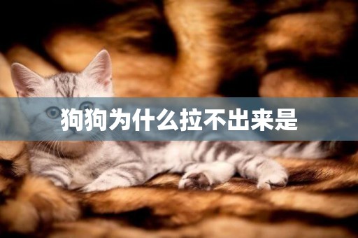 狗狗為什么拉不出來是