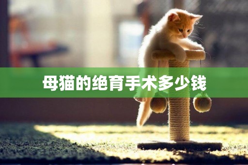 母貓的絕育手術多少錢