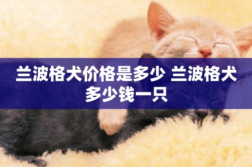 蘭波格犬價格是多少 蘭波格犬多少錢一只