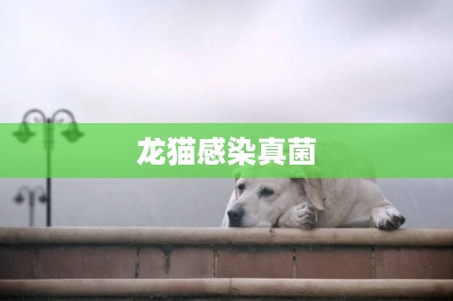 龍貓感染真菌
