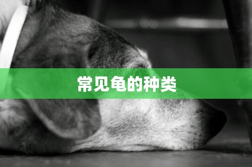 常見龜的種類